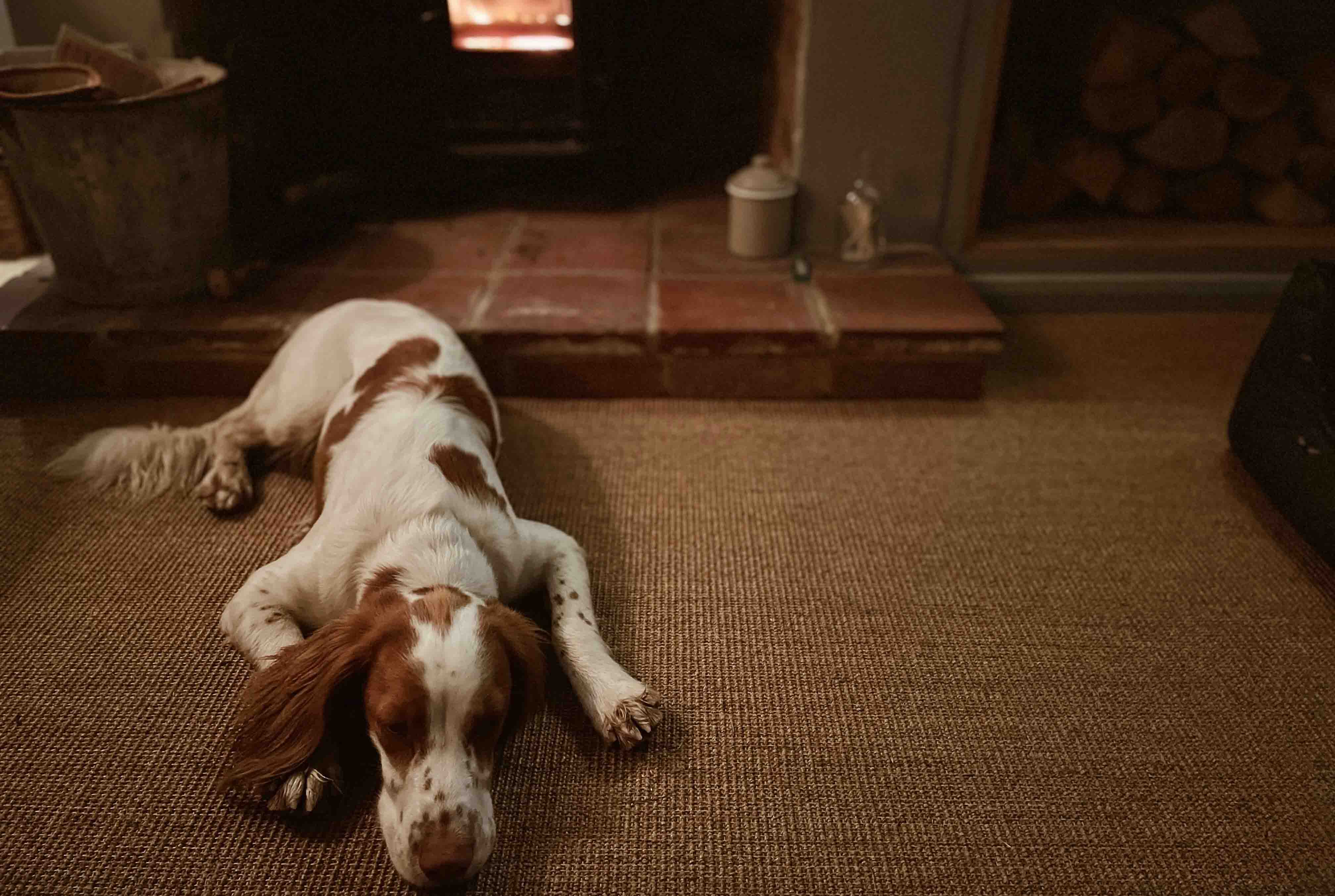Dog relaxing by the wood burner