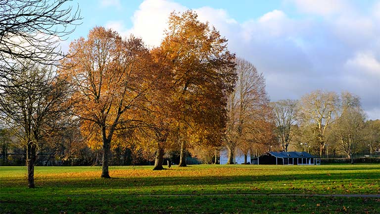 Russet coloured trees at Higginson Park in Marlow