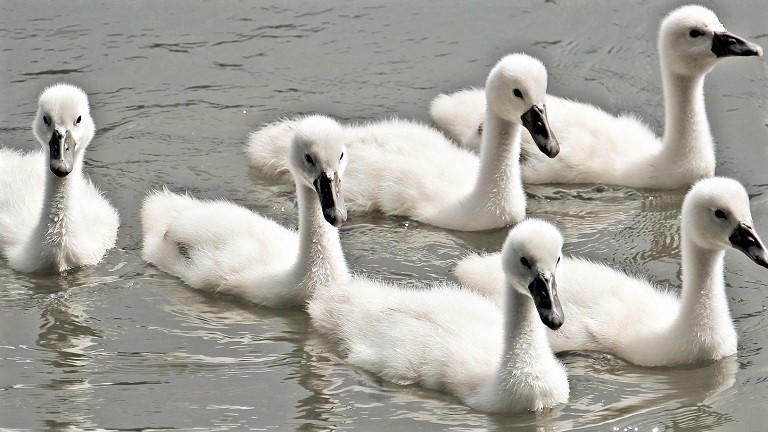 A group of cygnets in the water
