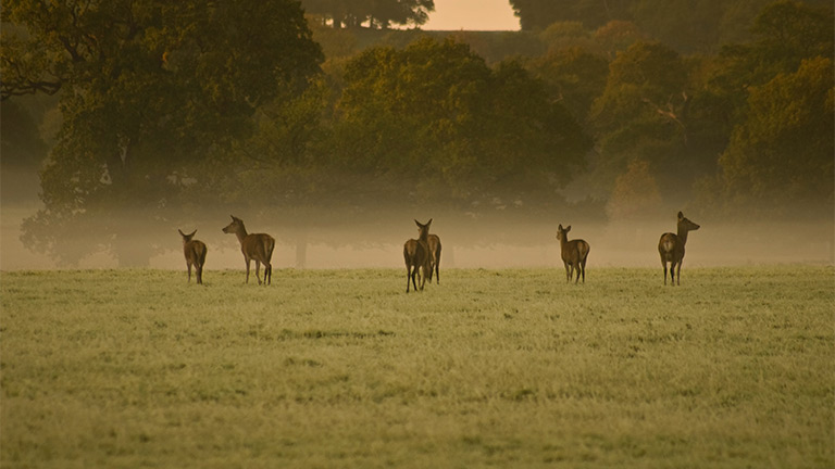 A herd of deer amidst the mist at Windsor Great Park