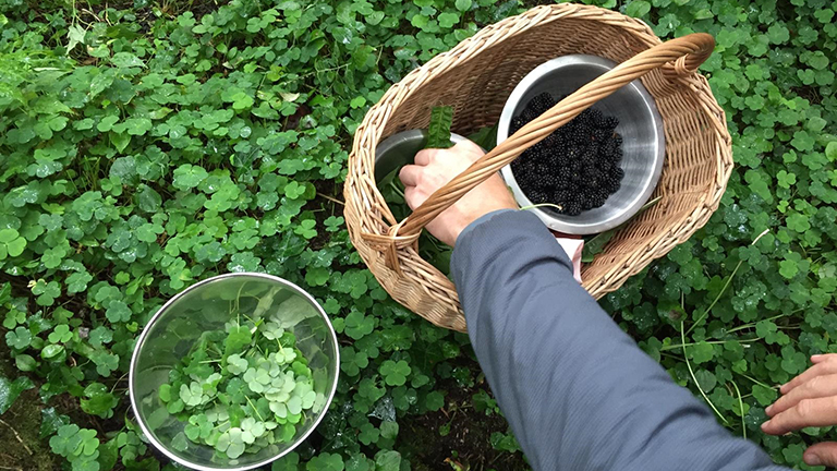 Wild foraging with Fat Hen in Cornwall
