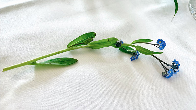 A Forget Me Not lying on the white table cloth
