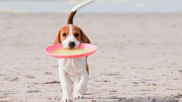 A dog carrying a frisbee on the beach. Poldhu has seasonal dog restrictions in the summer.