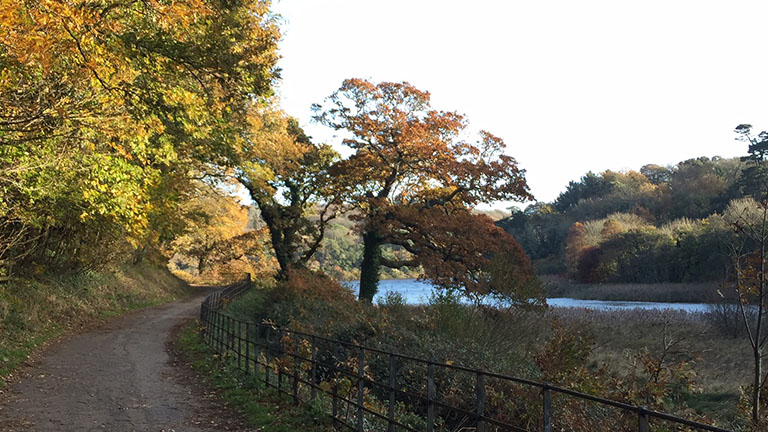 A view through autumnal trees overlooking reed-brushed water and golden leaves in Penrose Estate