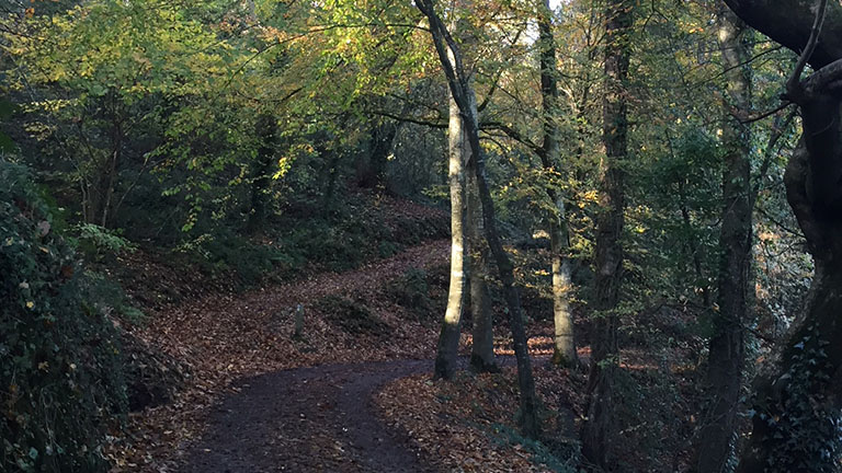 A pathway blanketed with leaves flowing between the trees of Penrose Estate