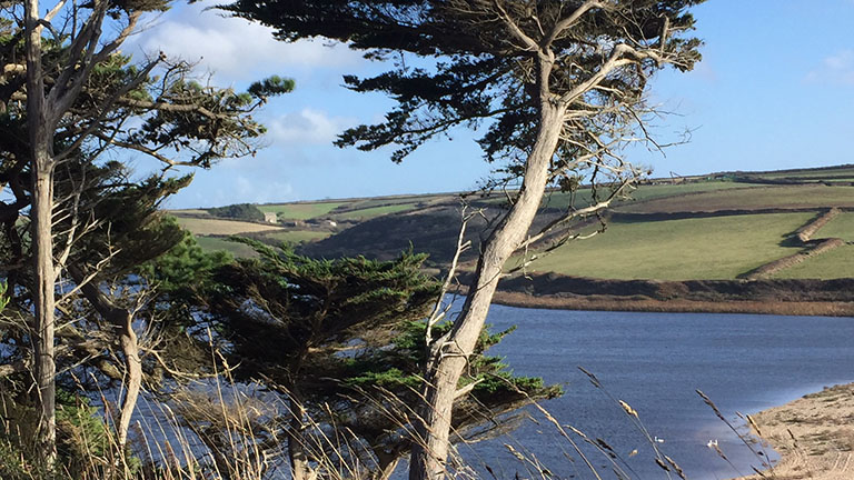 A view through gnarled trees overlooking Loe Bar in the Penrose Estate