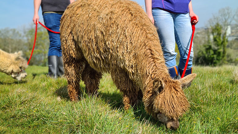 Alpaca walks at Mount Edgcumbe, a favourite experience gift in Cornwall