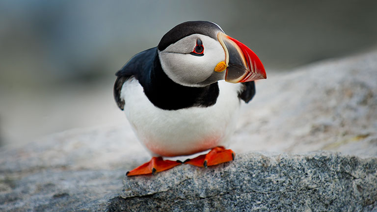 A beautiful puffin walking on a rock along the coast in Cornwall