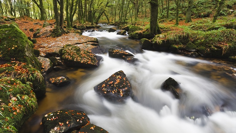A river running through autumn trees at Golitha Falls in North Cornwall