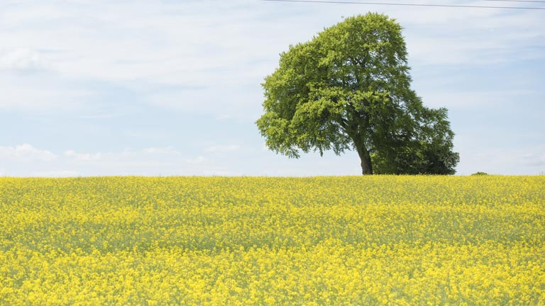 Boutique Cottages in The Cotswolds