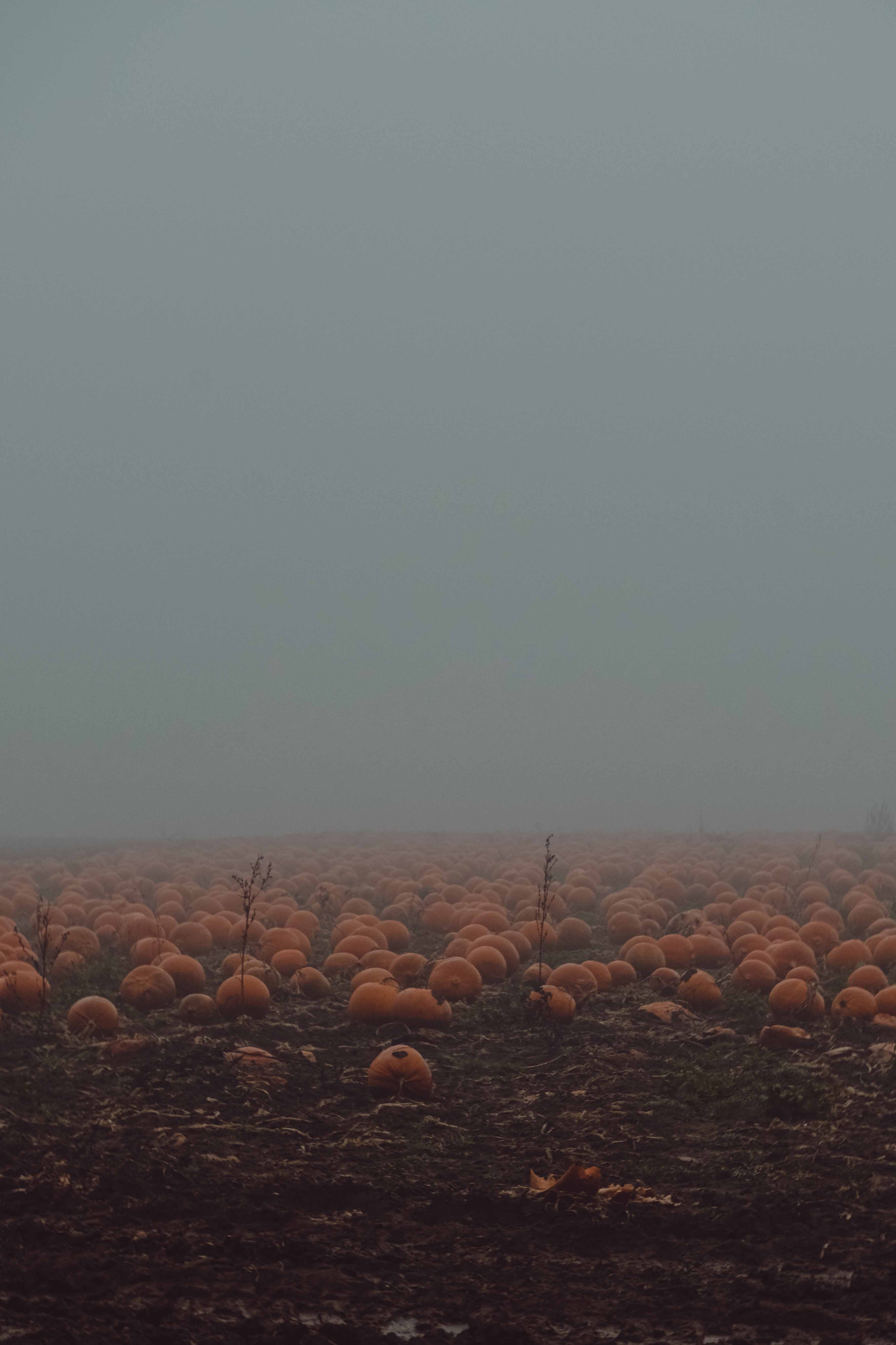An atmospheric pumpkin patch shrouded in mist in the Cotswolds