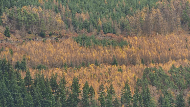 The autumnal trees of Dodd Wood near Bassenthwaite 