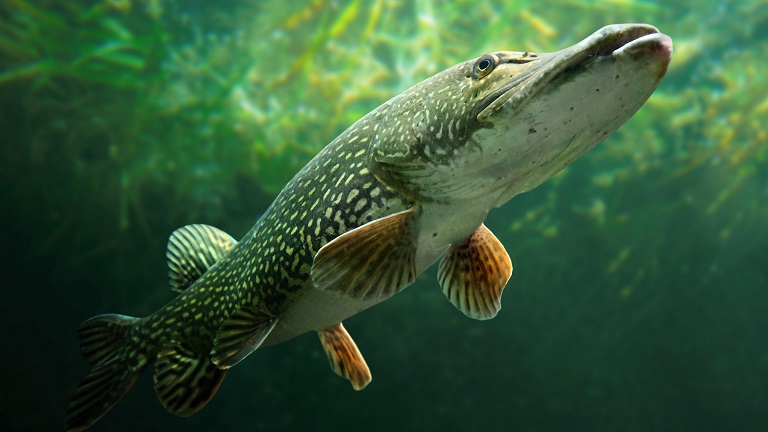 A pike - one of the type of fish that you can see at the Lakeside Aquarium near Windermere in the Lake District