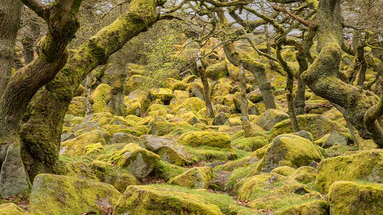 Enchanting moss covered boulders and trees in the woods in Padley Gorge