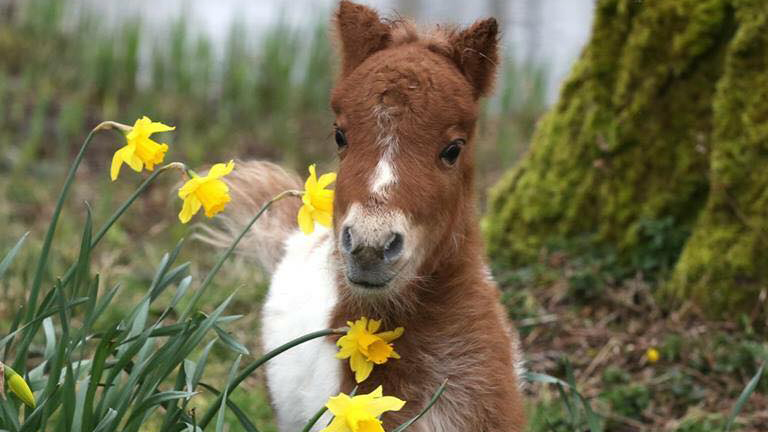 baby mini pony