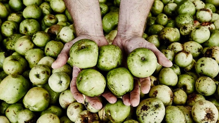 A pair of hands holding green apples freshly picked from the cider orchards of Devon