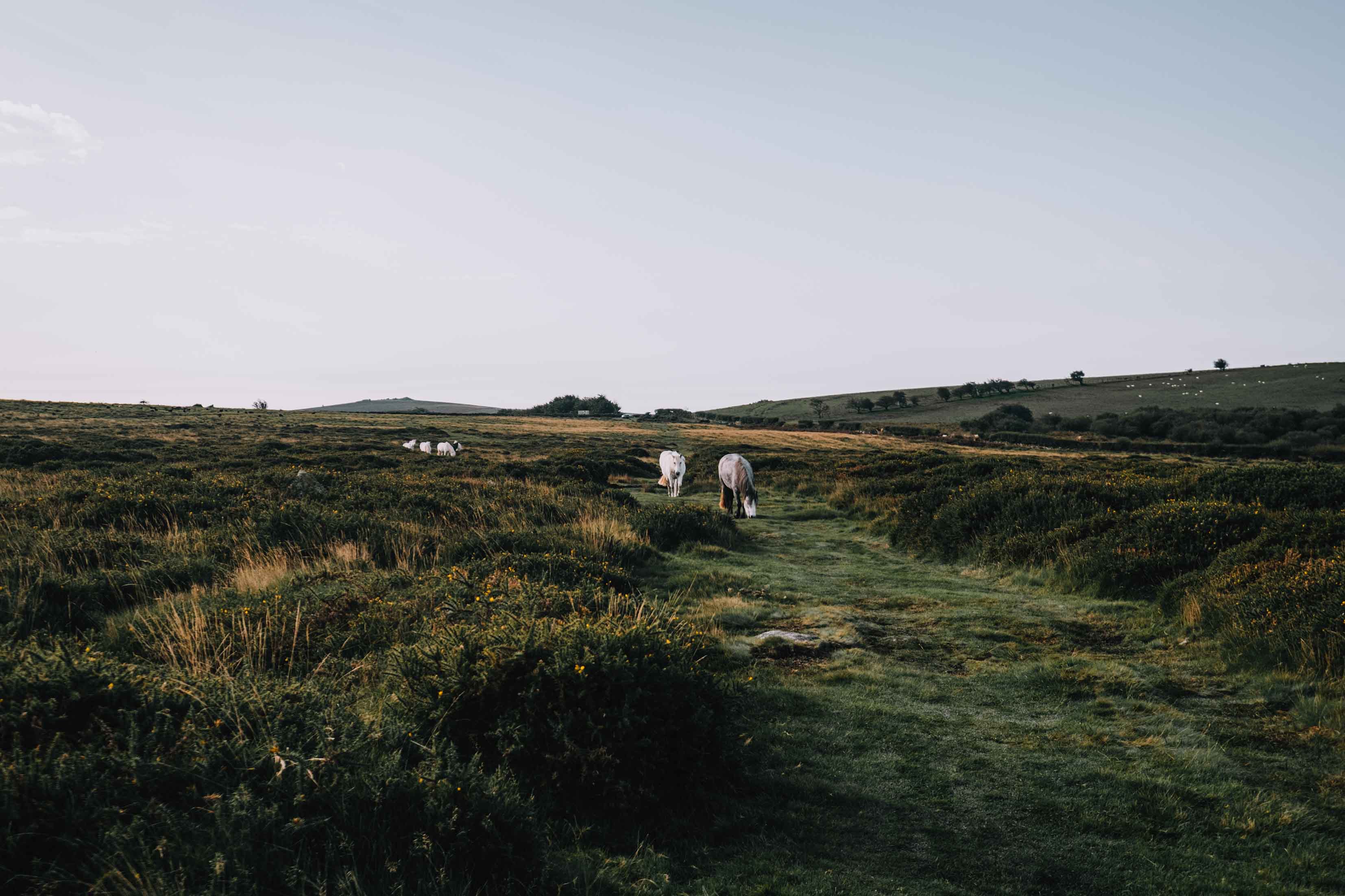 Ponies grazing the Dartmoor countryside
