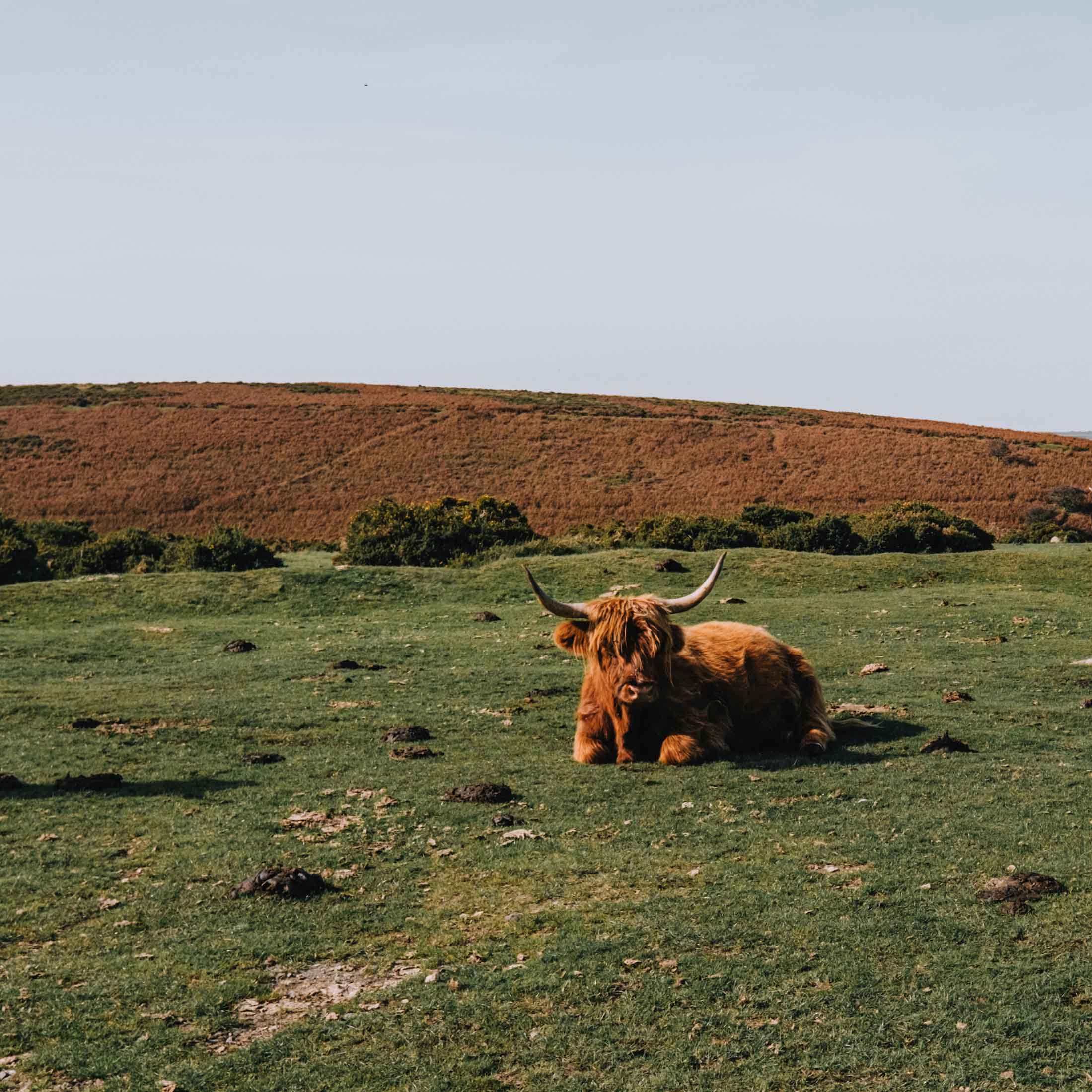 A Highland cow lying down in the Dartmoor countryside