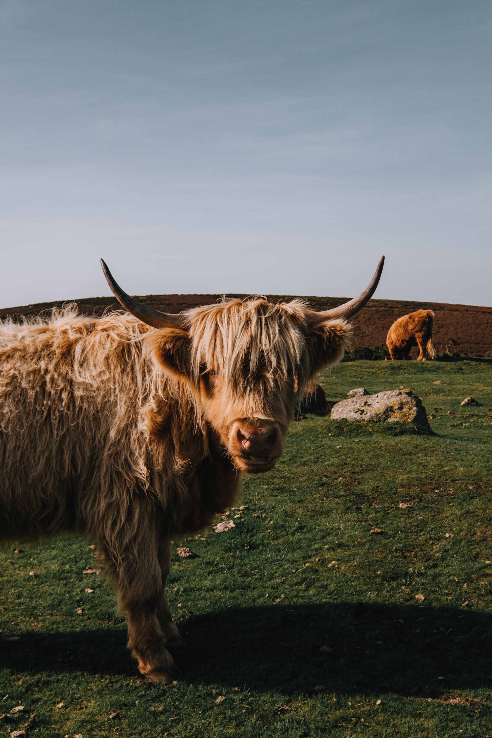 Dartmoor Highland Cattle