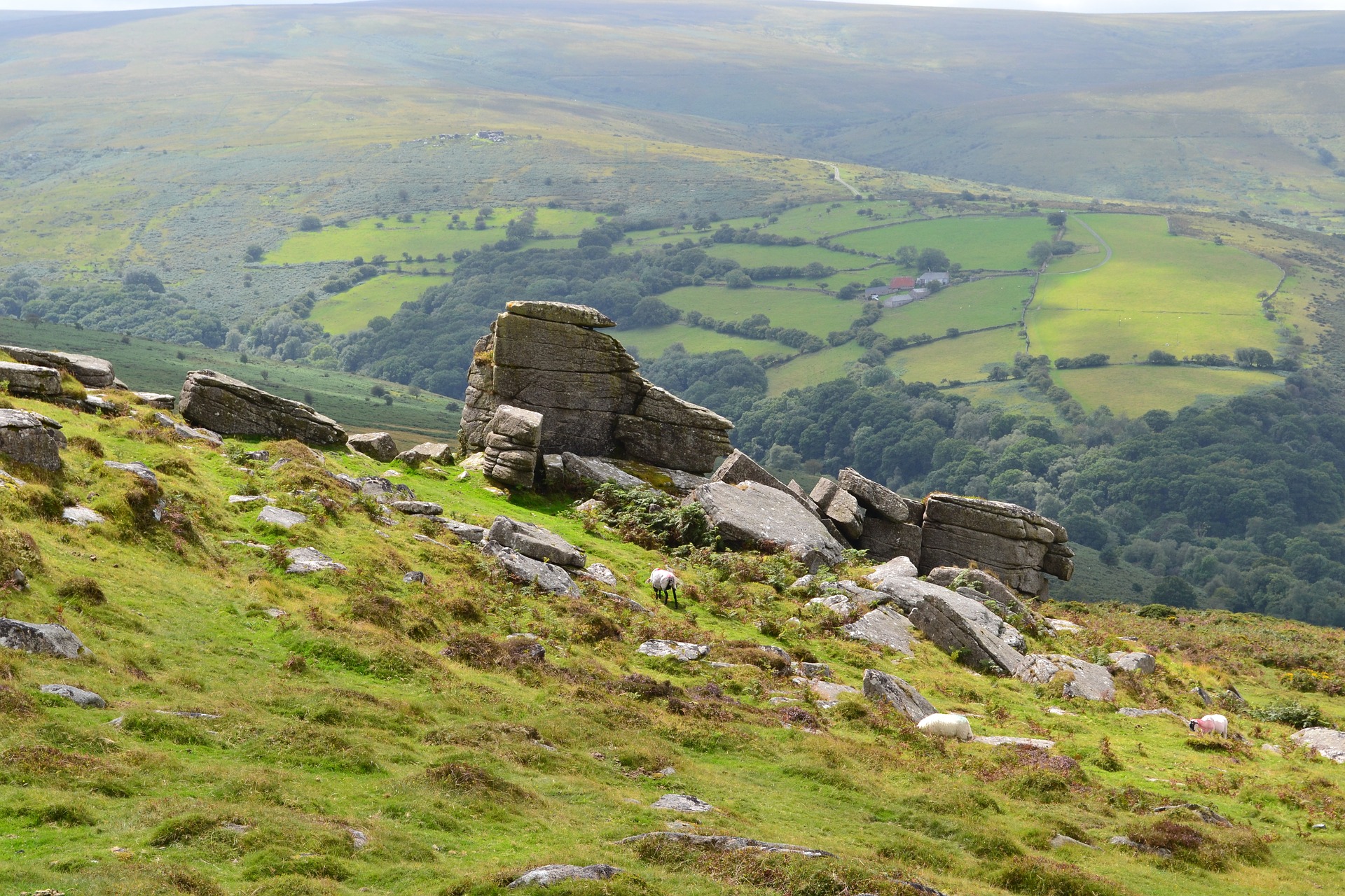 A rolling Dartmoor scene topped with wild heath and grassland, craggy tors and sheep