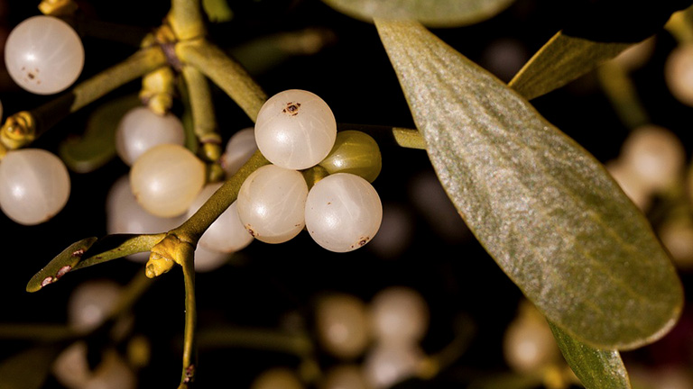 Mistletoe | Christmas traditions from around the UK