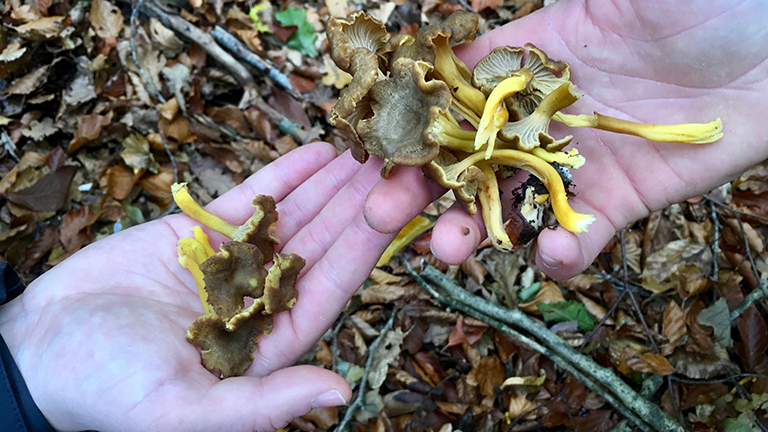 Wild mushrooms foraged with Tudor Farmhouse
