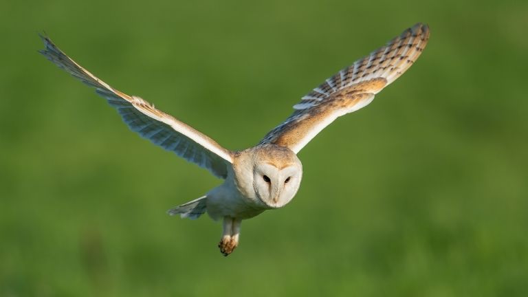 A barn owl flying through the English countryside