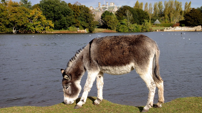 A New Forest donkey grazing on some grass in front of a lake with Beaulieu Palace House in the background in Beaulieu in the New Forest, Hampshire