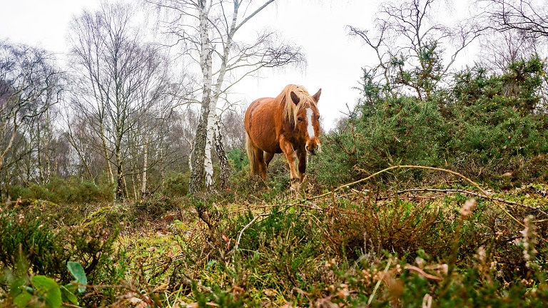 A New Forest pony walking through woodland - a common sight around Brockenhurst and in the New Forest 