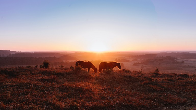 Ponies at sunset on misty heath near Brockenhurst in the New Forest, Hampshire