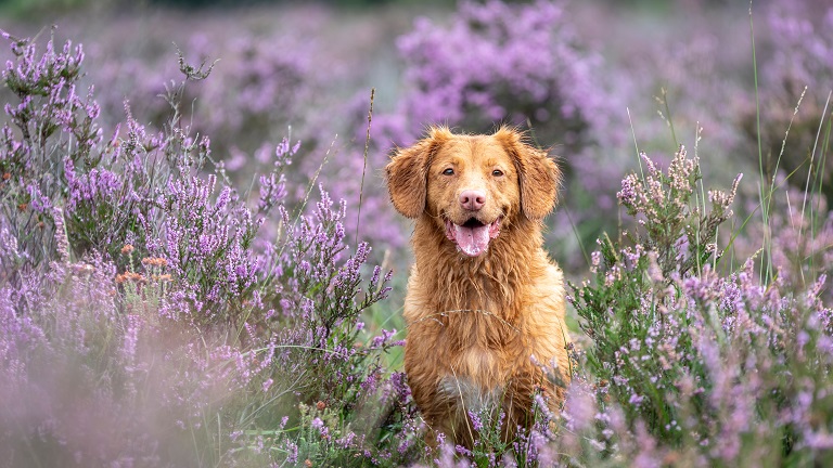 A dog in lavender fields during a walk near Brockenhurst in the New Forest, Hampshire
