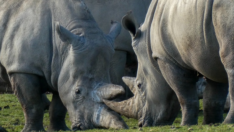 Rhinos at Marwell Zoo, Hampshire's largest animal attractions and one of the top attractions in Winchester