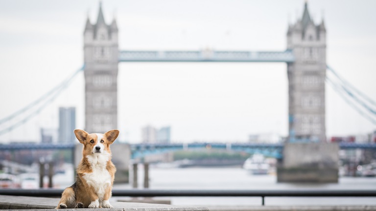 London’s Best Dog-Friendly Activities and Attractions