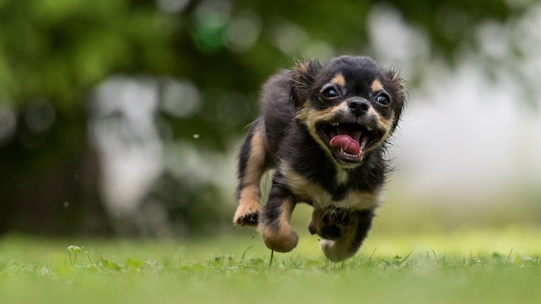 A puppy running across mown grass