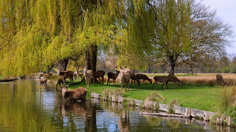 Deer by the water in Bushy Park, one of London's Royal Parks