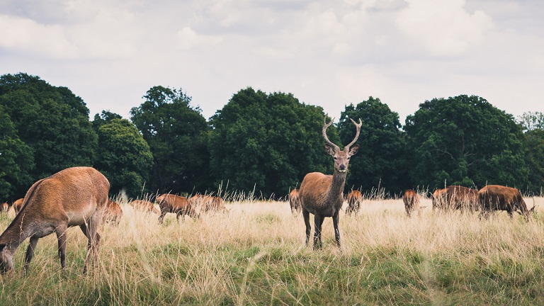 A herd of deer in London's Richmond Park, the largest of all of London's eight Royal Parks