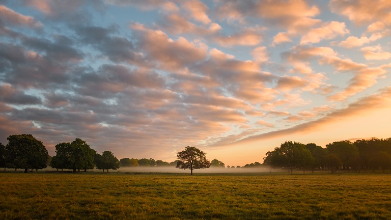 A view of Richmond Park at sunset - the biggest of London's Royal Parks