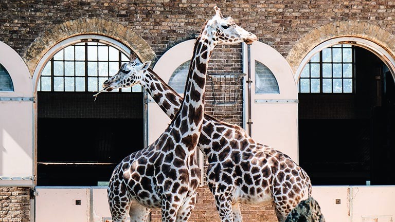 Two giraffes standing together at London Zoo