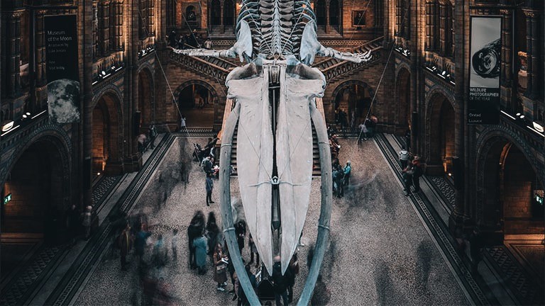 Looking down on the whale skeleton at the National History Museum in London