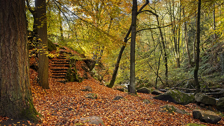 Autumn scenes at Padley Gorge in Hope Valley in the Peak District National Park