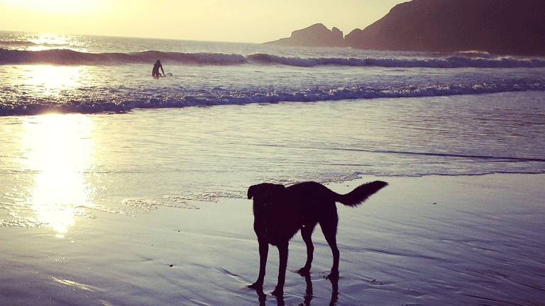 Winter dog friendly beaches in Cornwall