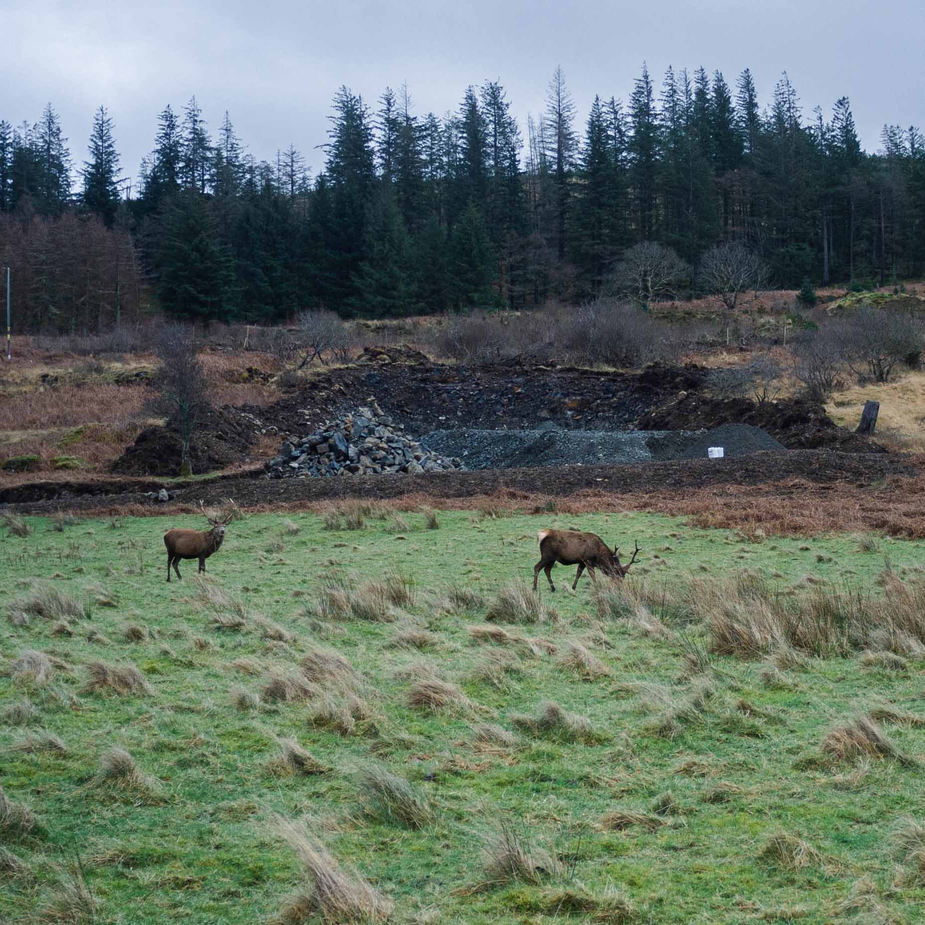 Grazing wild deer on the Isle of Mull