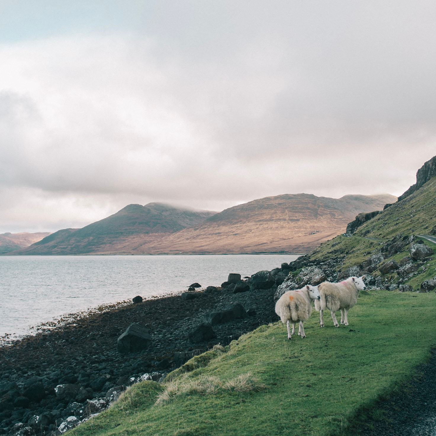 Sheep roaming near the water