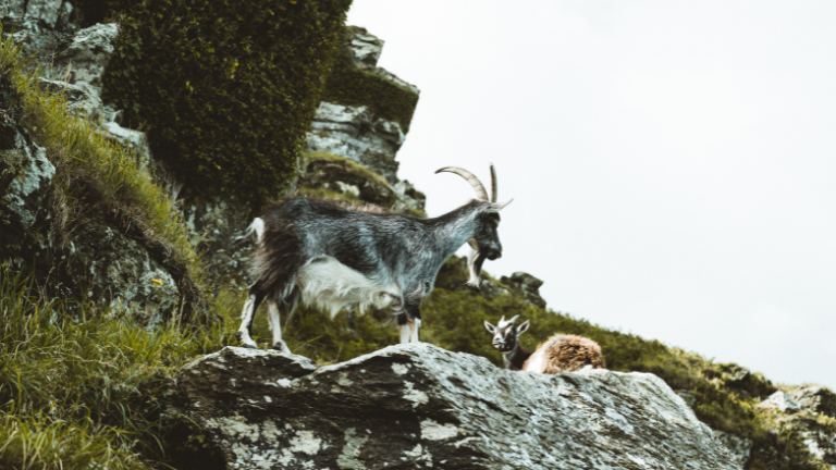 Goats on the cliffs at Valley of Rocks in Exmoor