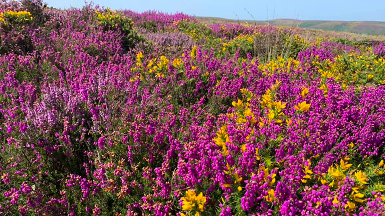 Beautiful heather and gorse in the Quantocks, Somerset