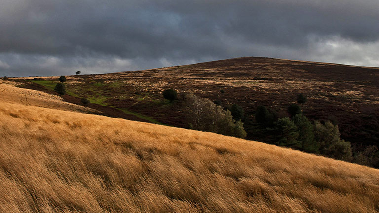 The russet coloured Beacon Hill in the Quantocks