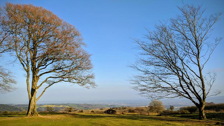 Winter trees standing atop Cothelstone Hill in the Quantocks