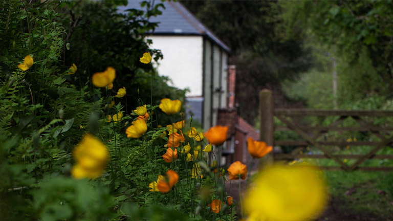 A bloom of orange and yellow flowers at Holford Combe