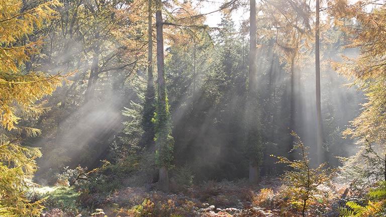 Light shining through the autumnal branches of Ramscombe Forest