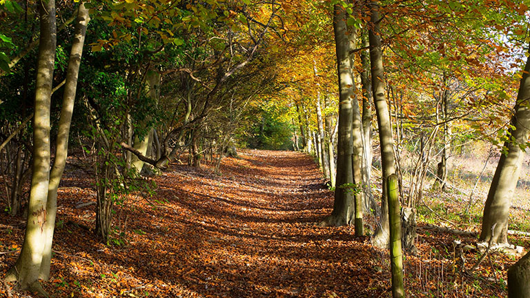 Autumn leaves at Banstead Woods in Surrey